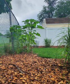 Burpee American Giants Hybrid Sunflower Seeds 50 seeds 13 91lMmkUgivL