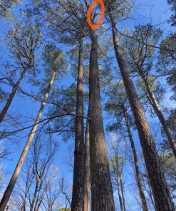 TR Industrial Forestry Safety Helmet and Hearing Protection System (Orange) Orange 33 91lRKrbl8HL