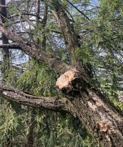 Sportsman Pocket Chainsaw 36 Inch Long Chain With Fire Starter Best Compact Folding Hand Saw Tool for Survival Gear, Camping, Hunting, Tree Cutting or Emergency Kit. Replaces Your Pruning & Pole Saw 46 91lg97QLpoL 1