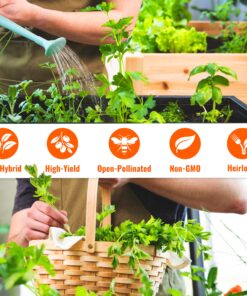 (12) Variety Pack Herb Garden Seeds | Basil, Cilantro, Parsley & More | ~4,000 Non GMO Heirloom Seeds | Survival Food for Survival Kits Gardening Gifts & Emergency Supplies by Open Seed Vault Herb Kit 12 pack 25 91m IQObGlL 3