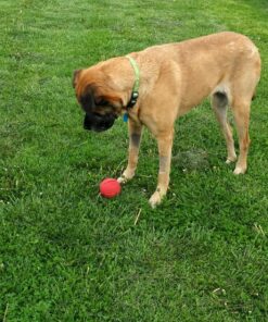 Purina Pro Plan High Protein, Digestive Health Large Breed Dry Dog Food, Chicken and Rice Formula - 34 Lb. Bag Chicken & Rice 34.00 Pound (Pack of 1) 51 91m3xpKdIwL