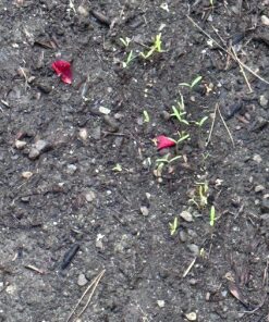 Seed Needs, Large 2.1 Ounce Package of 7,000+ Crazy Mix Cosmos Seed Mixture for Planting (Cosmos Bipinnatus Butterfly Attracting Cosmos Mixture) 10+ Varieties Open Pollinated - Bulk Large Pack (7,000 Seeds) 54 91m6vzQktxL