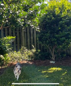 Best Choice Products 9ft Adjustable Mosquito Net for Umbrellas 7.5-11ft, Bug Screen Patio Umbrella Accessory for Outdoor Market Offset Cantilever w/Polyester Mesh Net, Zipper Door, Fillable Base 34 91mEqTgx FL