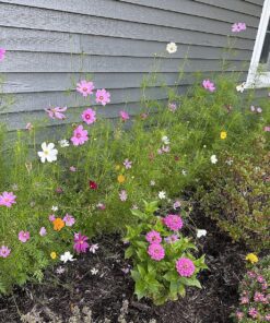 Cosmos Seeds Wildflower Mixture - Bulk Quarter Pound Bag - Over 20,000 Seeds - Pink, Yellow, Orange, Red, Purple and White Mixed Species! 1/4 Pound Bag 31 91mY9dXllbL