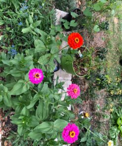 Seed Needs, Large 2.1 Ounce Package of 30,000+ Dazzling Blue Wildflower Seeds for Planting (99% Pure Live Seed Butterfly Attracting Wildflower Mixture - NO Filler) - Bulk 61 91mcuwsUxKL