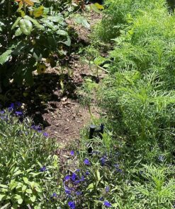 Seed Needs, Large 2.1 Ounce Package of 7,000+ Crazy Mix Cosmos Seed Mixture for Planting (Cosmos Bipinnatus Butterfly Attracting Cosmos Mixture) 10+ Varieties Open Pollinated - Bulk Large Pack (7,000 Seeds) 55 91mg1sIhCPL