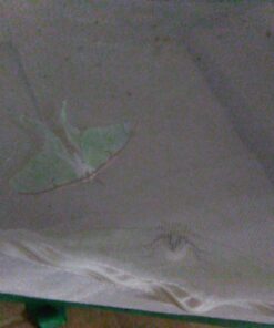 Trasfit Pop-up Insect and Butterfly Habitat Cage Terrarium - 24 Inches Tall 44 91mm OuacL