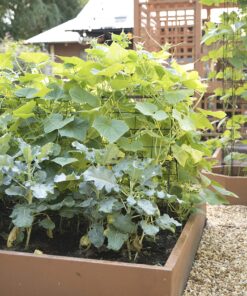 Gardeners Supply Company Deluxe Cucumber Trellis | Easy to Install Raised Garden Bed Cucumbers & Climbing Plants A-Frame Trellis | Outdoor Plant Support w/ 4" Grids for Easy Harvesting | 32"W x 46"H 16 91mqrwi5ajL