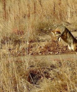 Nikon COOLPIX P900 Digital Camera (Black) 99 91mrrqXbRKL