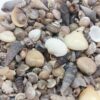 PEPPERLONELY India Natural Sea Shells Mixed, Small, 1/4 Inch to 1 Inch in Sizes, 8 oz, Apprx. 1500PC Shells 23 91n sMQNRCL