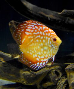 Seachem Discus Buffer 1 Kilo,white 9 91n3HKjd4zL