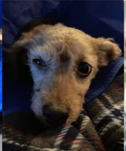 MicrocynAH Ophthalmic Gel 11 91nIRrQEV2L