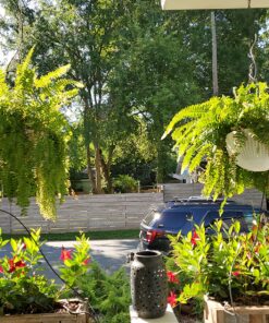 Jobe’s 05101, Fertilizer Spikes, For Fern & Palm, 30 Spikes 29 91nX LvH75L