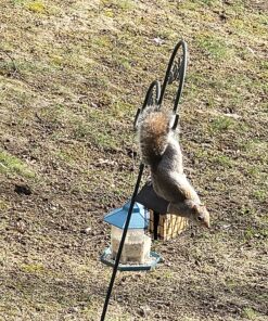 C&S Peanut Delight No Melt Suet Dough, 12/pack 11.75 Ounces Peanut 12-Pack 37 91nYzPzjP4L 1
