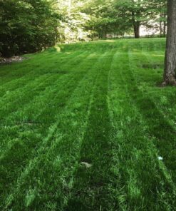 Ortho Weed B Gon Chickweed, Clover & Oxalis Killer for Lawns, 32 Oz. Ready to Spray 25 91ntvg2kp4L