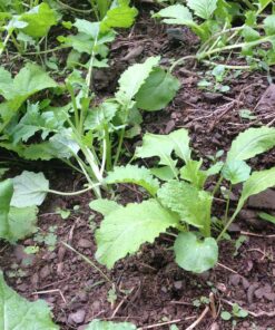 Antler King Honey Hole Mix 26 91ntvvpvVaL