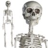 PREXTEX 30” Halloween Skeleton for Halloween Décor & Day of The Dead Décor - 2.5 ft Full Size Halloween Plastic Skeleton with Movable Joints for Best Halloween Skeletons Decoration - Indoor & Outdoor 30 inches 4 91ofUE0QlL