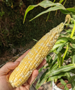 Seed Needs, 230+ Peaches & Cream Sweet Corn Seeds (Zea mays) Untreated and Non-GMO Bulk 24 91ok5fmE1oL