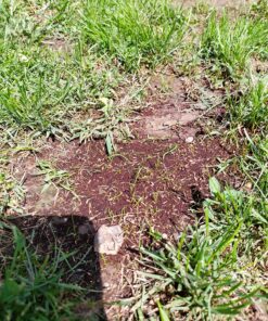 Scotts EZ Seed Patch & Repair Sun and Shade Mulch, Grass Seed, Fertilizer Combination for Bare Spots and Repair, 4 lb 3.75 lb. 1 Pack 40 91pLJAJA6hL