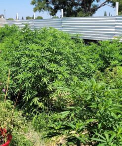 D.B. Smith Contractor 190216 2-Gallon Sprayer for Weed Killers, Herbicides, and Insecticides 2 Gallon 39 91pfTcjpL3L