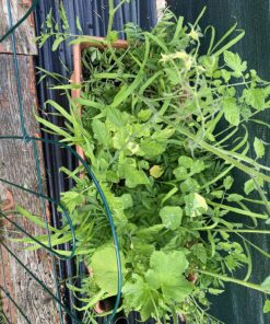 EZ Straw Seeding Mulch with Tack - Biodegradable Organic Processed Straw – 2.5 CU FT Bale (Covers up to 500 sq. ft.), Multi 33 91q1r6ZXk5L