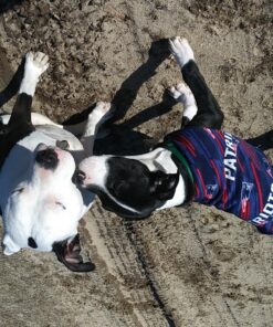 Wondercide - Flea, Tick & Mosquito Spray for Dogs, Cats, and Home - Control, Prevention, Treatment - with Natural Essential Oils - Pet and Family Safe - Peppermint 16 oz 29 91qB64B ywL 2