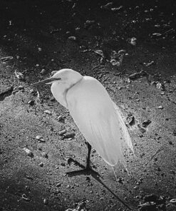 Nikon AF-S FX NIKKOR 50mm f/1.4G Lens with Auto Focus for Nikon DSLR Cameras Lens Only 47 91qHCX8bHPL