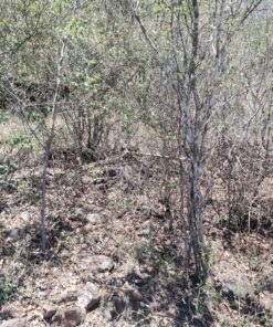 2pk-8"-32t - Brush & Brambles Specialty - RENEGADE BLADE® - Carbide Brush Cutter Weed Eater Blades, 203mm Diameter 23 91qHG8sUhJL