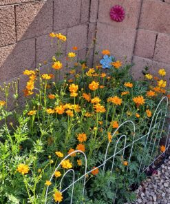 2,000 Seeds of Sulphur Cosmos, Bright Lights Mix by Seeds2Go 24 91qHy5q4VL