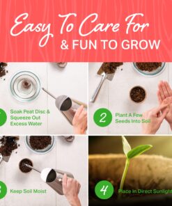 Plant Theatre Bonsai Tree Kit - Indoor Plant Growing Kit w/ 3 Mini Bonsai Seed Packs, 6 Pots, 6 Peat Discs and 6 Propagator Bags - Gardening Gifts for Men, Women and Room Decor - Crafts for Adults 32 91qfblWgsXL