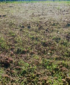 Scotts Turf Builder Grass Seed Bermudagrass, Mix for Full Sun, Built to Stand Up to Heat & Drought, 5 lbs. 5 lb. 101 91r34WgEiwL