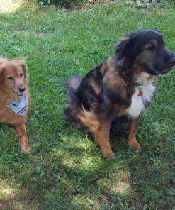 The Amazing Afterlife of Animals: Messages and Signs From Our Pets On The Other Side 18 91r76SJswL