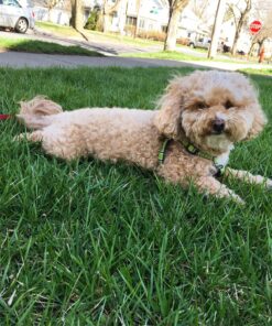 Natural Balance Ultra Premium Wet Dog Food, Beef Formula with Potatoes, Carrots & Brown Rice, 13 Ounce Can (Pack of 12) 38 91rC kFIDdL 5