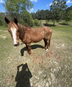 SleekEZ Original Deshedding Grooming Tool for Dogs, Cats & Horses - Undercoat Brush for Short & Long Hair - Painlessly Remove 95% of Loose Hair, Fur & Dirt - Easy to Clean - USA Made - (10 inch) 10 Inch (Pack of 1) 32 91rLstDbrCL 3