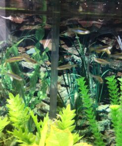 Tetra SafeStart Plus, For Newly Set-Up Fish aquariums, 100 ml, 3.38-Ounce 21 91rMYM1MZhL