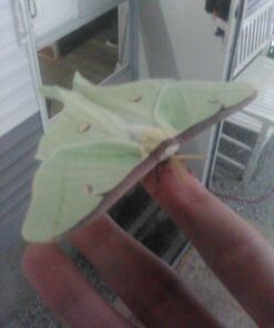 Trasfit Pop-up Insect and Butterfly Habitat Cage Terrarium - 24 Inches Tall 45 91rMlYw9BRL