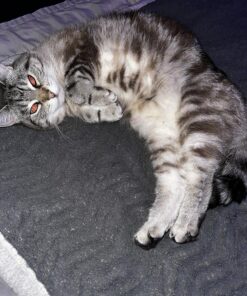 TEMPTATIONS Classic Crunchy and Soft Cat Treats Tasty Chicken Flavor, 16 oz. Tub 38 91rQ764xUJL