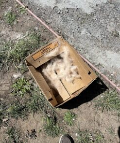 Thunderpaws Best Professional De-Shedding Tool and Pet Grooming Brush, D-Shedz for Breeds of Dogs, Cats with Short or Long Hair, Small, Medium and Large (Yellow) Yellow 33 91rU09mvwaL