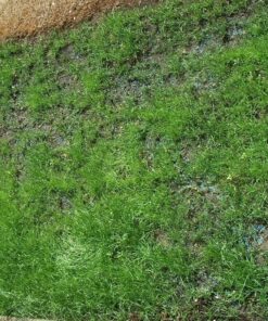 Scotts Turf Builder Grass Seed Sun & Shade Mix, Grows in Extreme Conditions & Spreads for a Durable Lawn, 7 lbs. 1 Pack 7 lb. 71 91rbZH4BTaL 1