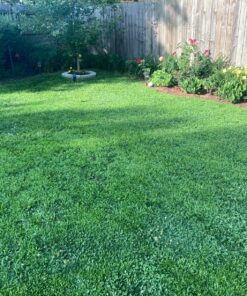 Scotts Natural Lawn Food, 29.1 lbs. 1 Pack 46 91rmueEGVvL