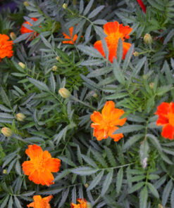 French Marigold Sparky Mix Seeds, Over 5,000 Seeds by Seeds2Go 35 91rnYwGHOGL