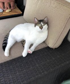 Natural Balance Limited Ingredient Adult Grain-Free Dry Cat Food, Salmon & Green Pea Recipe, 10 Pound (Pack of 1) 10.00 Pound (Pack of 1) 25 91s AnMx mL