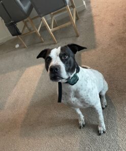 UPGRADED Q6 Rechargeable Bark Collar - Smart Barking Detection Module w/Triple Stop Anti-False Modes: Beep/Vibration/Shock for Small, Medium, Large Dogs & Breeds - IPx7 Waterproof (15-120 LBS) 40 91sDA1SQRtL