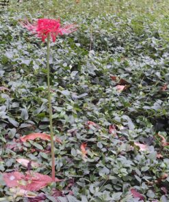 VTech Kidizoom Camera Pix, Blue Standard Packaging 38 91sEJ4e8X9L