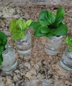 Indoor Garden Hydroponics Growing System, DUESI Upgrade 12 Pods Plant Germination Herb Kit with LED Grow Light, Hydrophonic Planter Grower Harvest Vegetable Lettuce for Hydroponic Gardeners (12 Pods) 57 91sI NmobnL