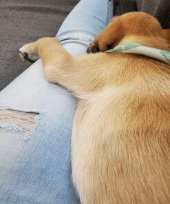 Royal Canin Labrador Retriever Puppy Breed Specific Dry Dog Food, 30 lb. bag 43 91sOmXjpb6L