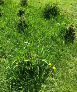 Plant Revolution PRPSGW01 Premium White Mycorrhizae, 1 oz, 1 Ounce, Gray 42 91sR6ZUuDOL