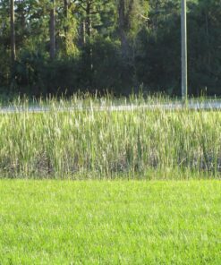 Jenlis The Original Weed Razer, Lake Weed Cutter, Large Pond Aquatic Plant Cutting Tool, Long and Sharp Razor Blades Shear Cattail, Reed, Lilly & Chara Algae, 48 Inch Cut Width, 25 Foot Throw Rope Jenlis Weed Razer Aquatic Weed Cutter 50 91scuvzRN0L