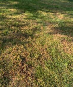 Select Source Quinclorac 75 Herbicide - 1 Pound (Drive 75, Quinstar) by 17 91sfLmBLRpL