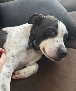 UPGRADED Q6 Rechargeable Bark Collar - Smart Barking Detection Module w/Triple Stop Anti-False Modes: Beep/Vibration/Shock for Small, Medium, Large Dogs & Breeds - IPx7 Waterproof (15-120 LBS) 41 91t6dqH81mL